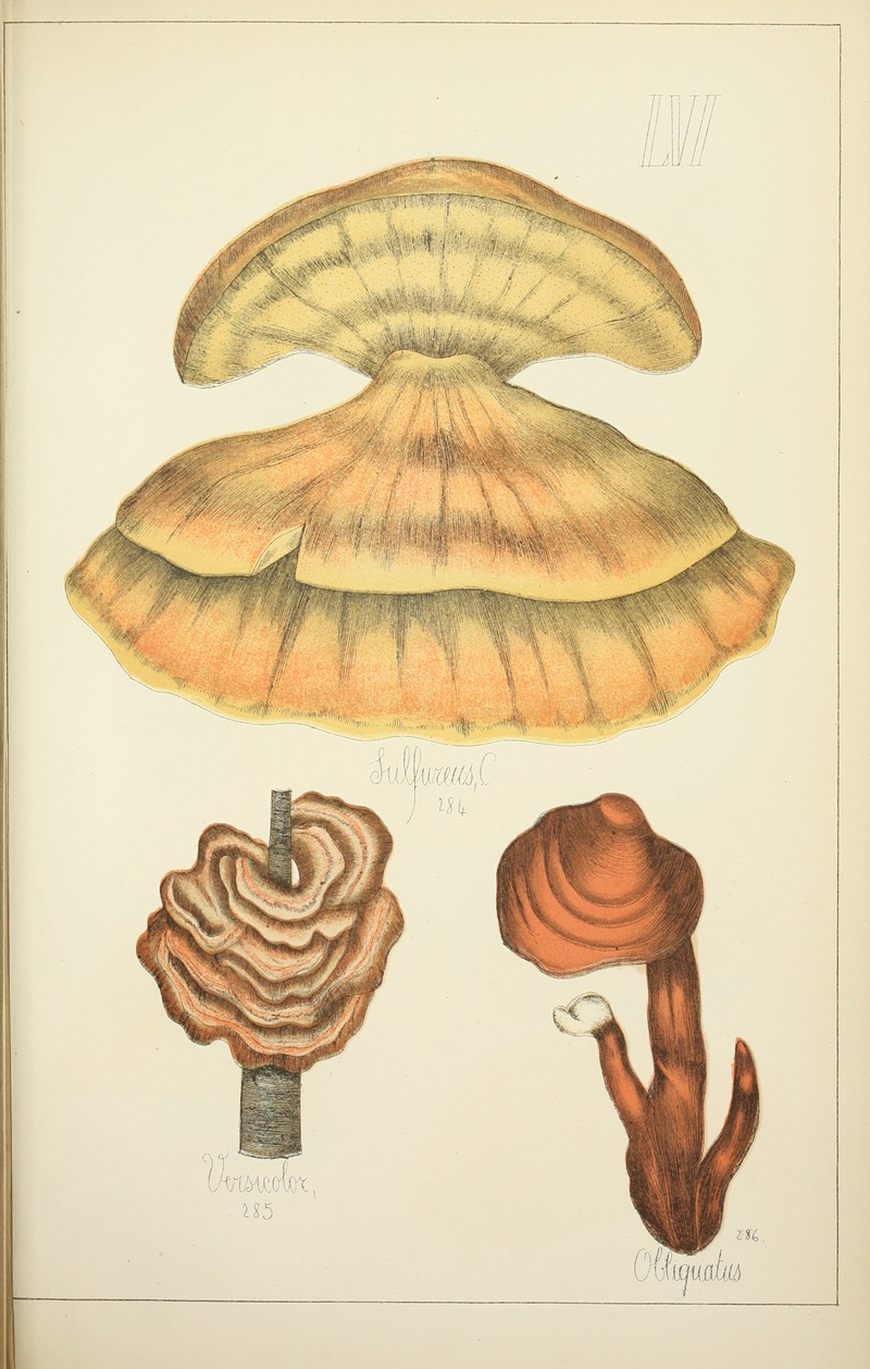 Guillaume Sicard - Histoire naturelle des champignons Pl.56