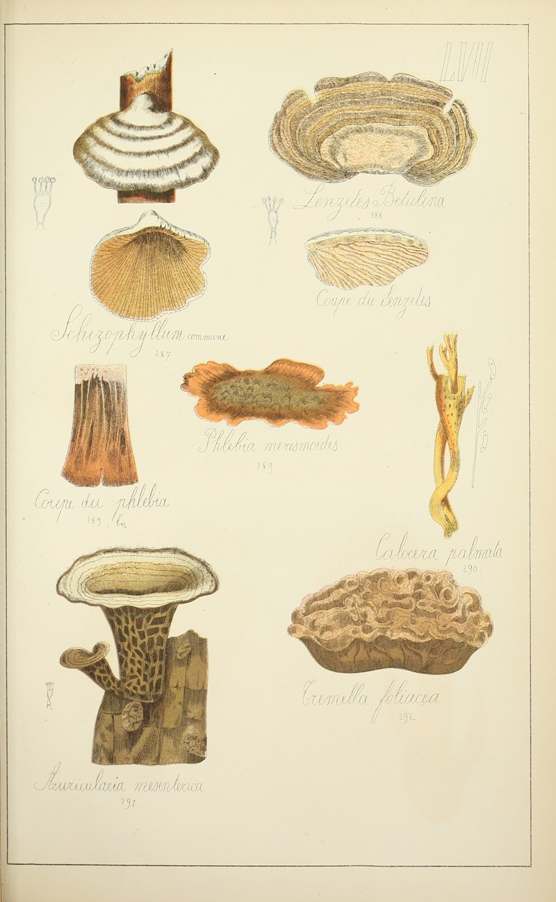 Guillaume Sicard - Histoire naturelle des champignons Pl.57