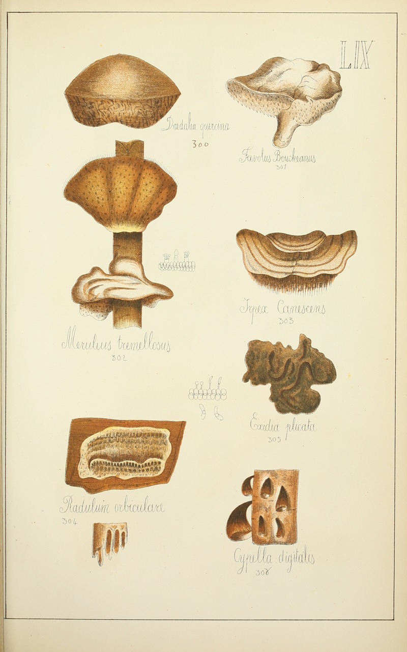 Guillaume Sicard - Histoire naturelle des champignons Pl.59