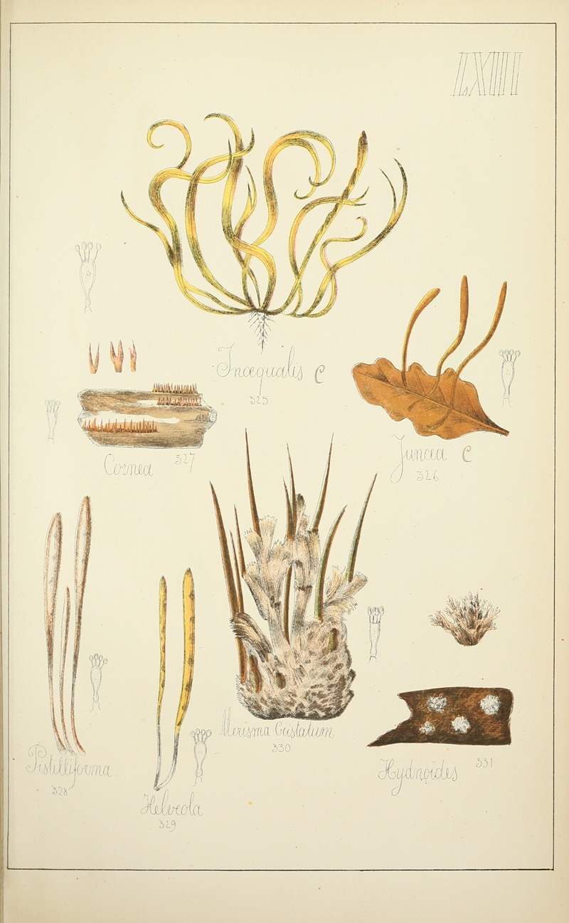Guillaume Sicard - Histoire naturelle des champignons Pl.63