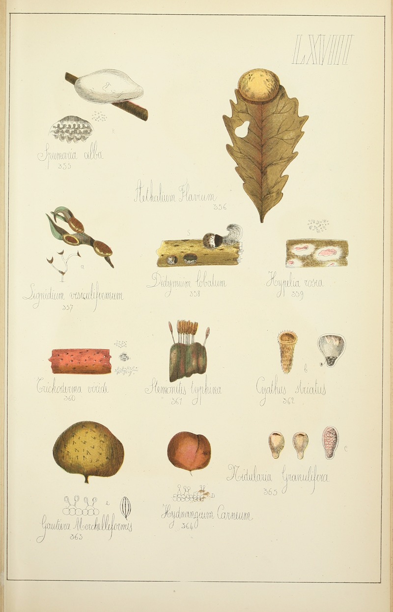 Guillaume Sicard - Histoire naturelle des champignons Pl.68