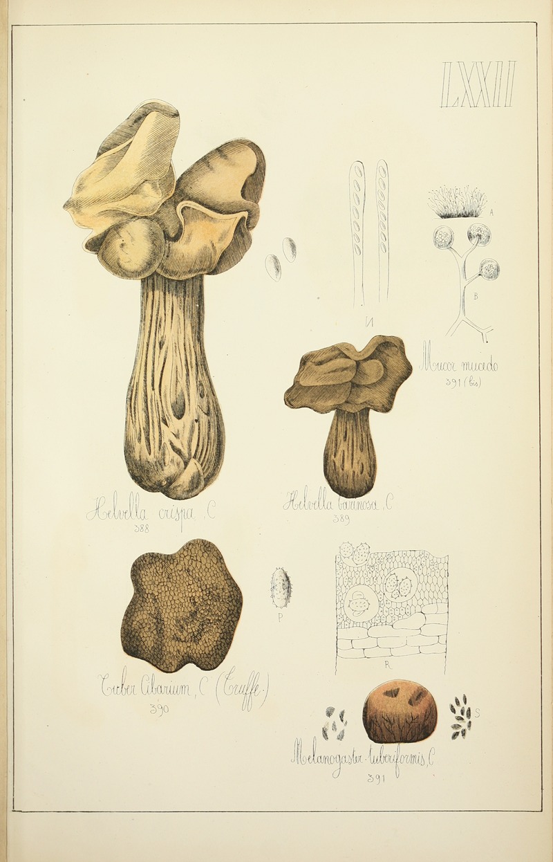 Guillaume Sicard - Histoire naturelle des champignons Pl.72