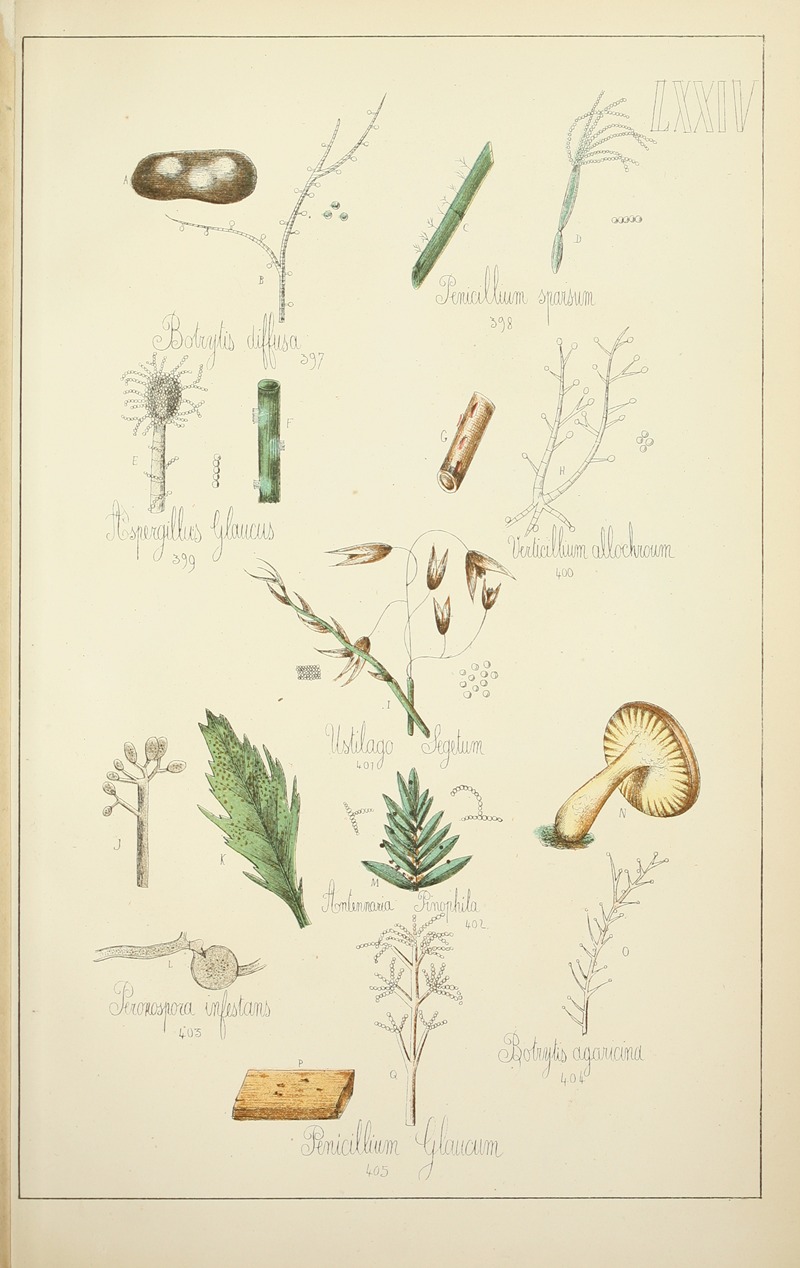Guillaume Sicard - Histoire naturelle des champignons Pl.74