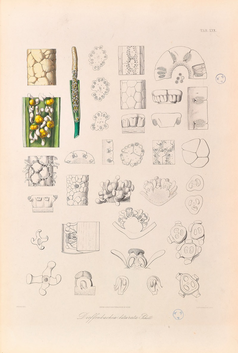 Heinrich Wilhelm Schott - Icones Aroidearum Pl.30