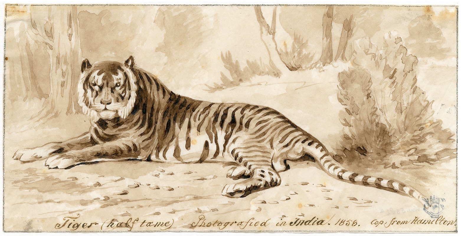 Pieter van Loon - Een liggende tijger
