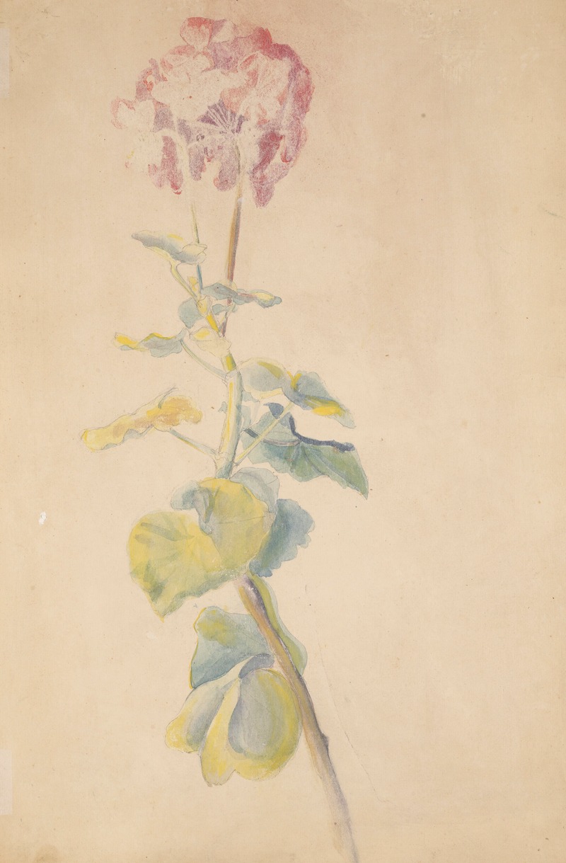 Hippolyte Petitjean - Étude de fleur