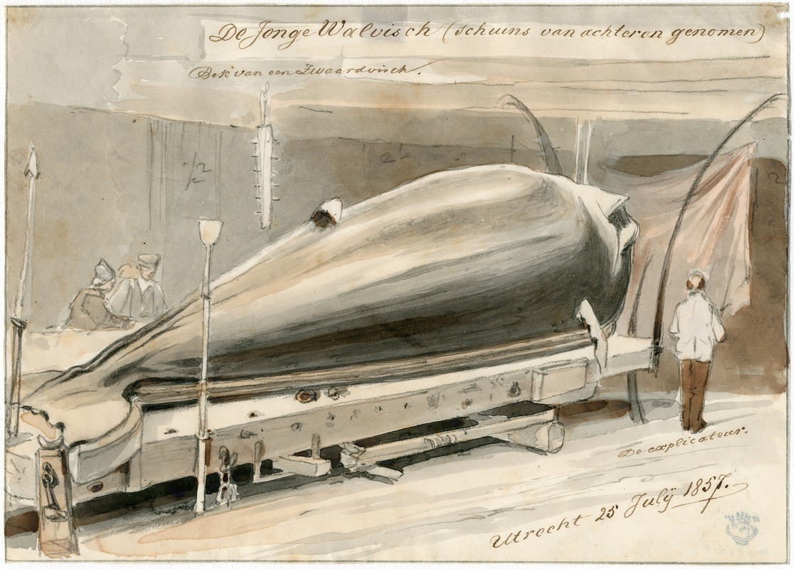 Pieter van Loon - Expositie te Le Havre van aangespoelde walvis, 1857
