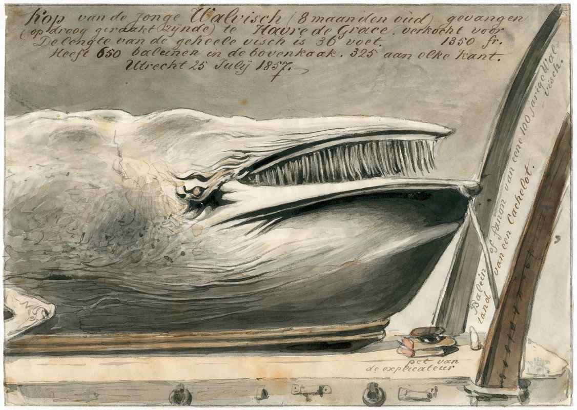 Pieter van Loon - Expositie te Le Havre van aangespoelde walvis, 1857