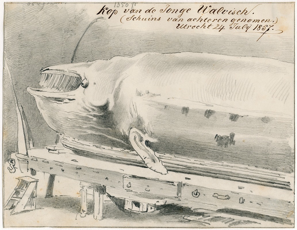 Pieter van Loon - Expositie te Le Havre van aangespoelde walvis