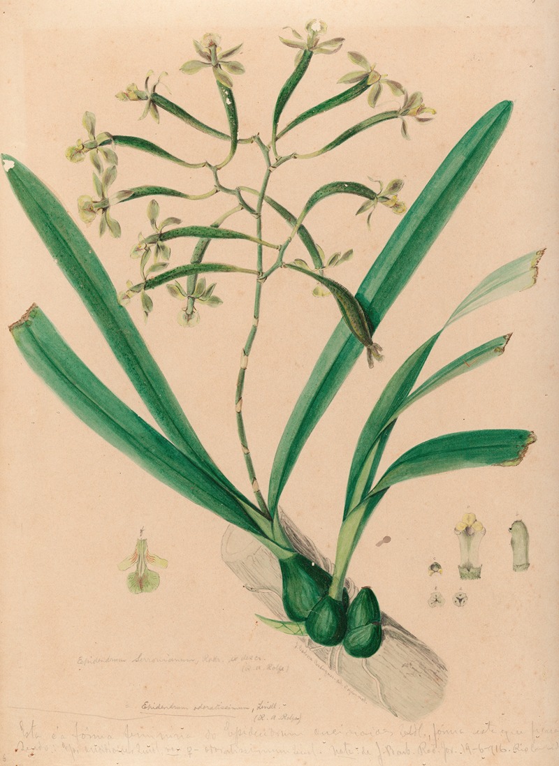 João Barbosa Rodrigues - Iconographie des orchidées du Brésil Pl.06
