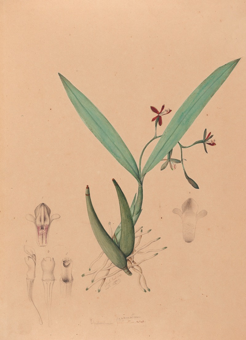 João Barbosa Rodrigues - Iconographie des orchidées du Brésil Pl.09