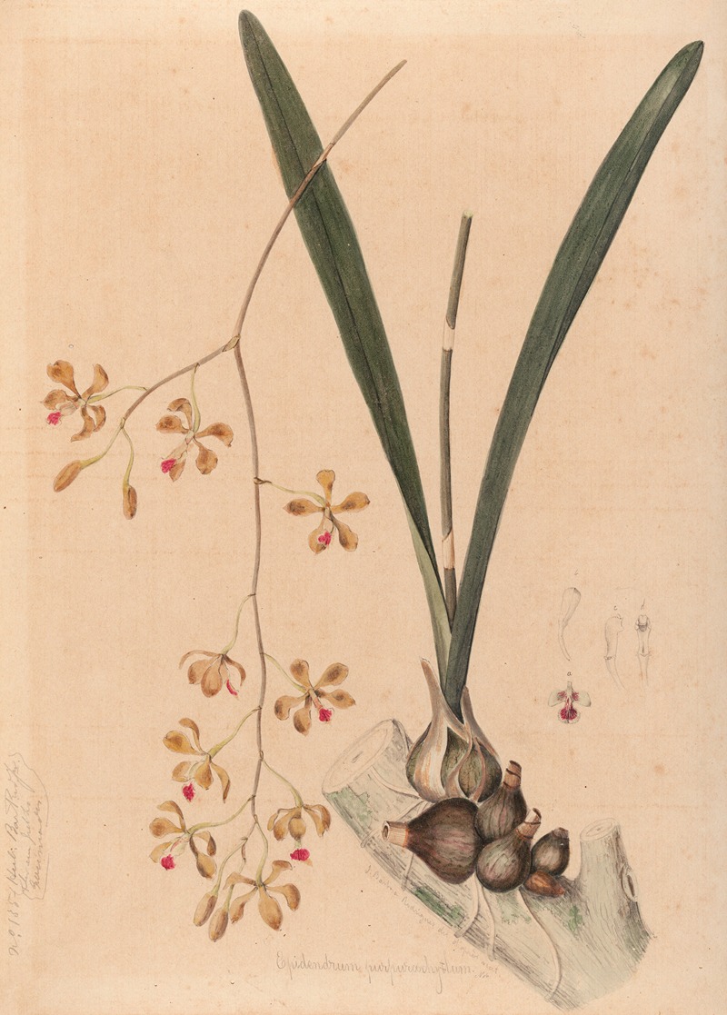 João Barbosa Rodrigues - Iconographie des orchidées du Brésil Pl.11