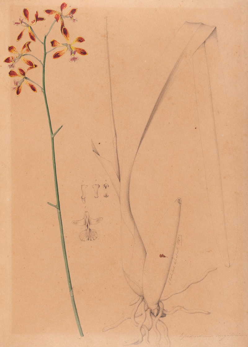 João Barbosa Rodrigues - Iconographie des orchidées du Brésil Pl.12