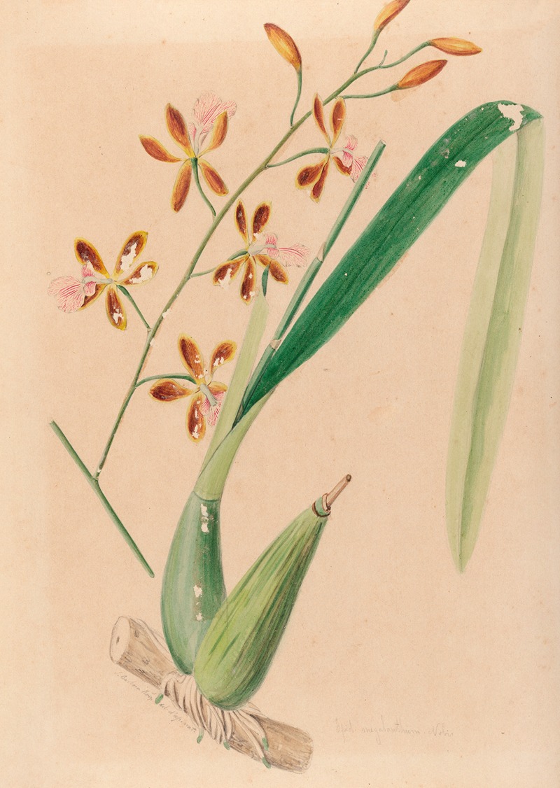 João Barbosa Rodrigues - Iconographie des orchidées du Brésil Pl.14