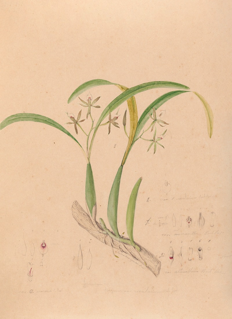 João Barbosa Rodrigues - Iconographie des orchidées du Brésil Pl.16