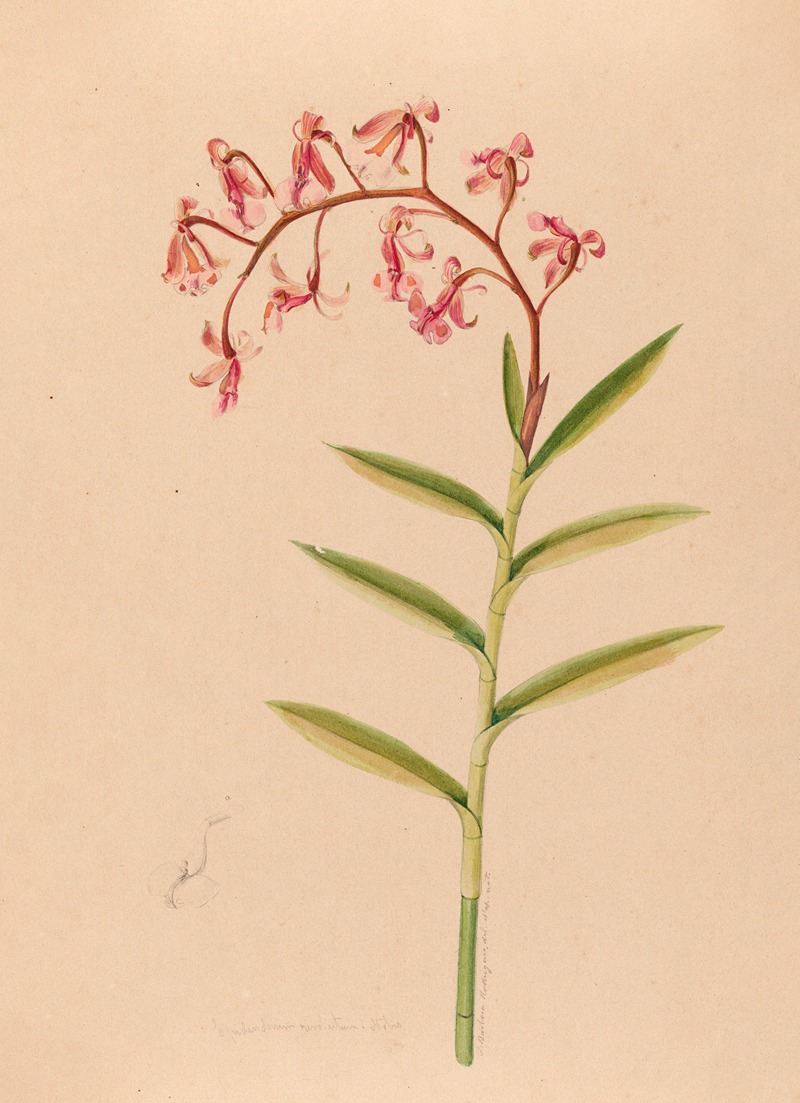 João Barbosa Rodrigues - Iconographie des orchidées du Brésil Pl.18