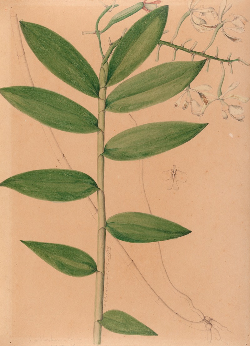 João Barbosa Rodrigues - Iconographie des orchidées du Brésil Pl.19