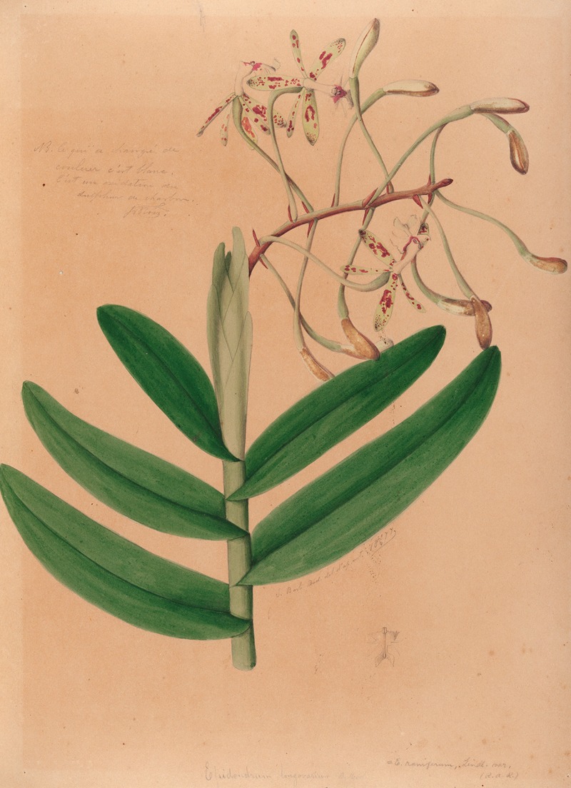 João Barbosa Rodrigues - Iconographie des orchidées du Brésil Pl.21