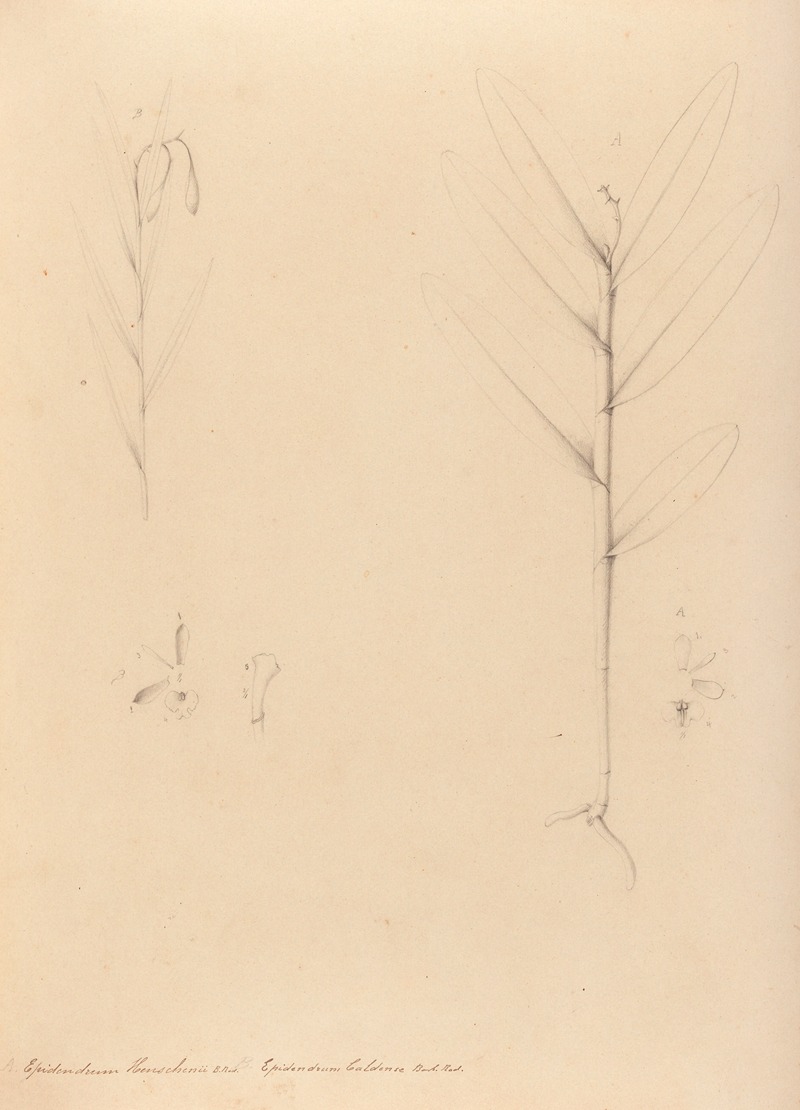 João Barbosa Rodrigues - Iconographie des orchidées du Brésil Pl.24