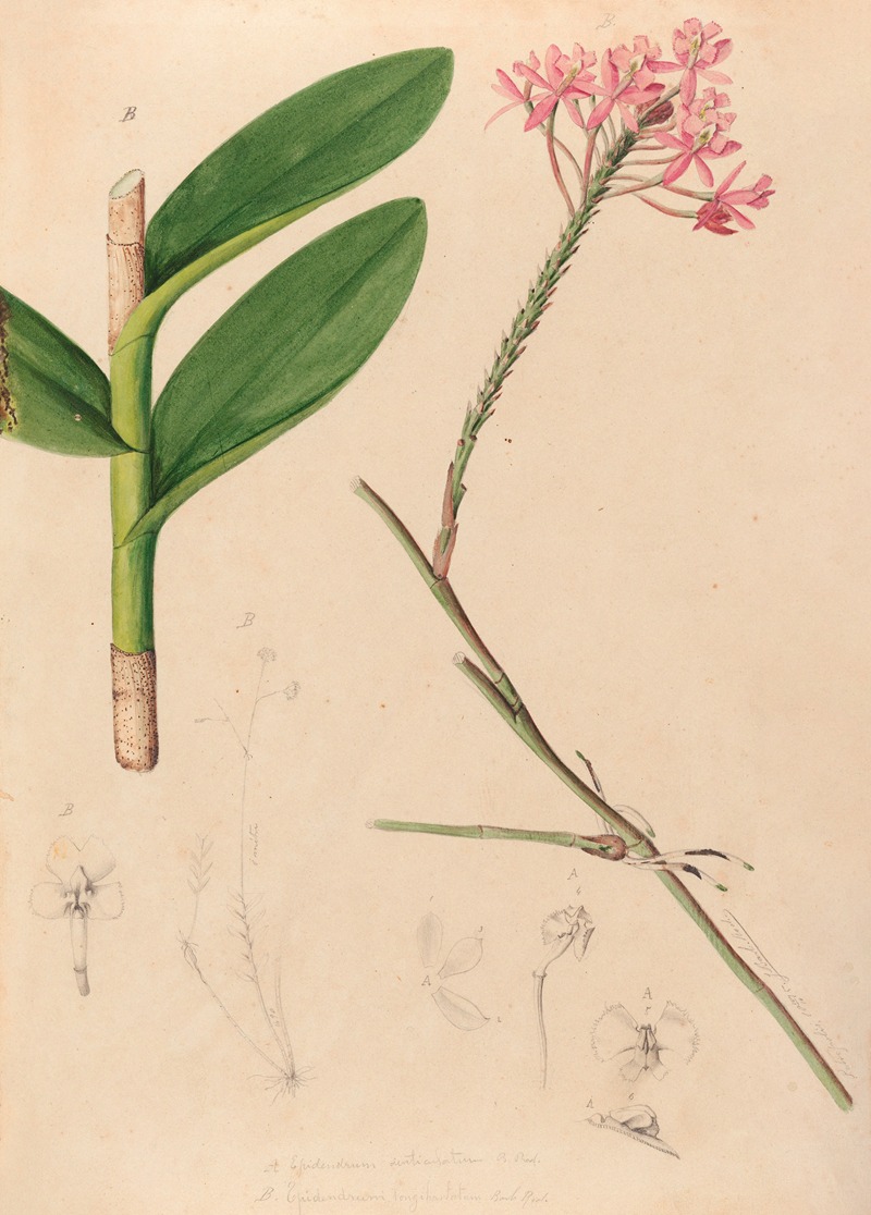 João Barbosa Rodrigues - Iconographie des orchidées du Brésil Pl.29