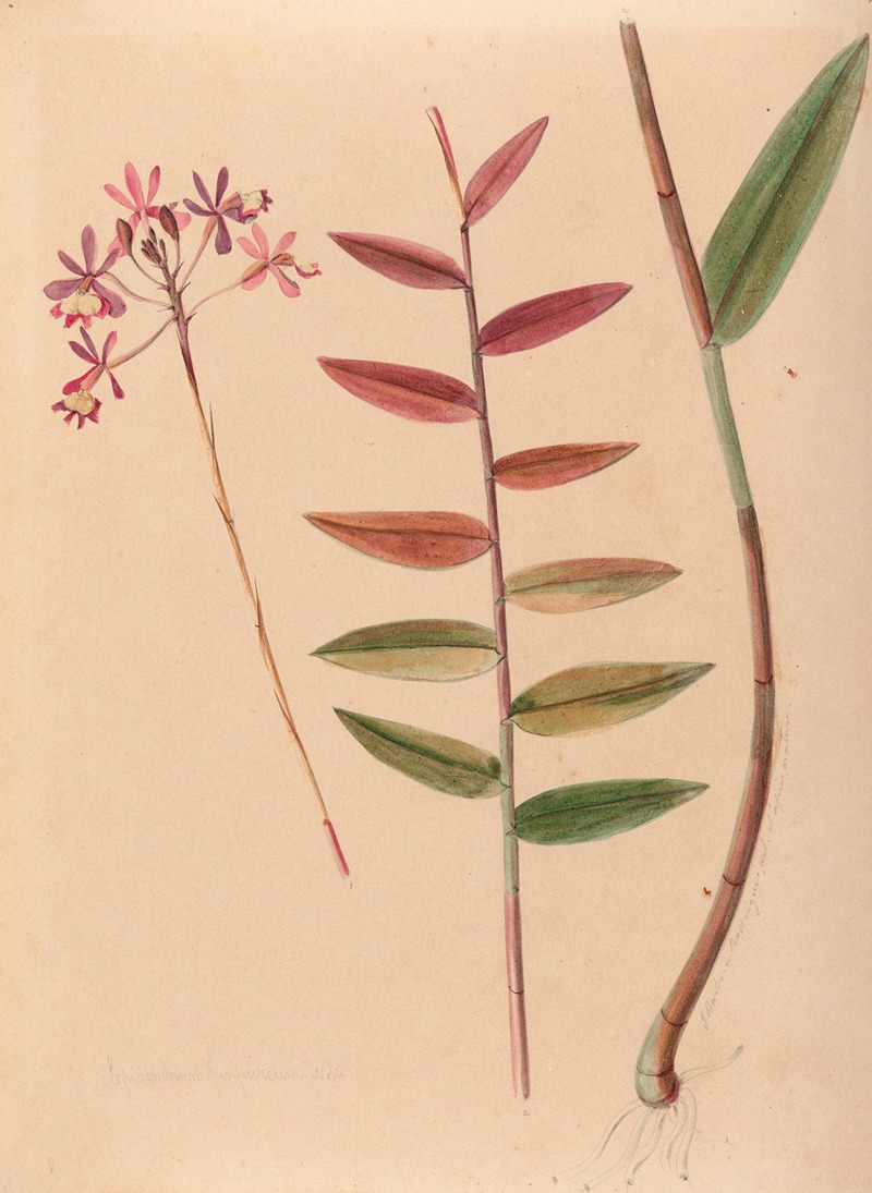 João Barbosa Rodrigues - Iconographie des orchidées du Brésil Pl.30