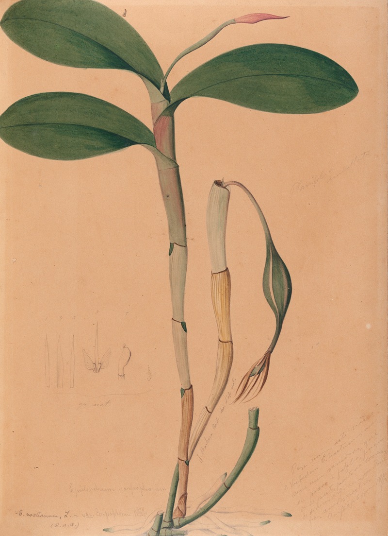 João Barbosa Rodrigues - Iconographie des orchidées du Brésil Pl.31