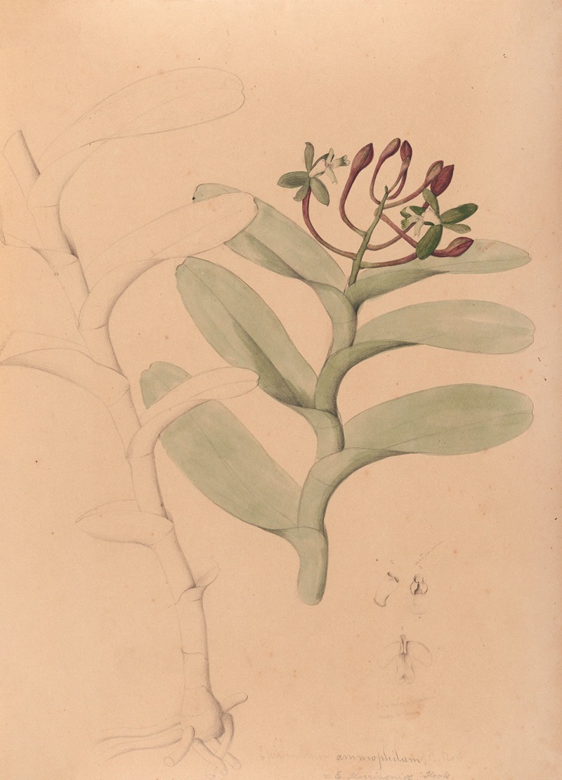 João Barbosa Rodrigues - Iconographie des orchidées du Brésil Pl.32