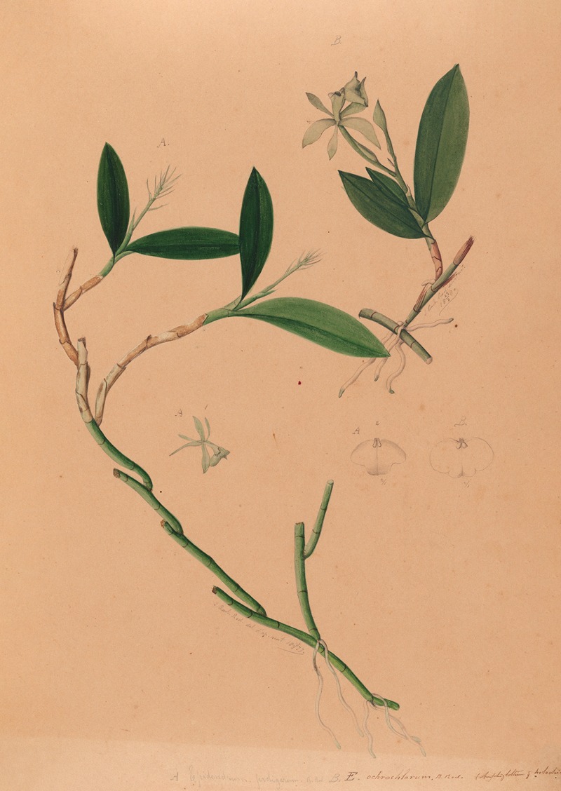 João Barbosa Rodrigues - Iconographie des orchidées du Brésil Pl.34