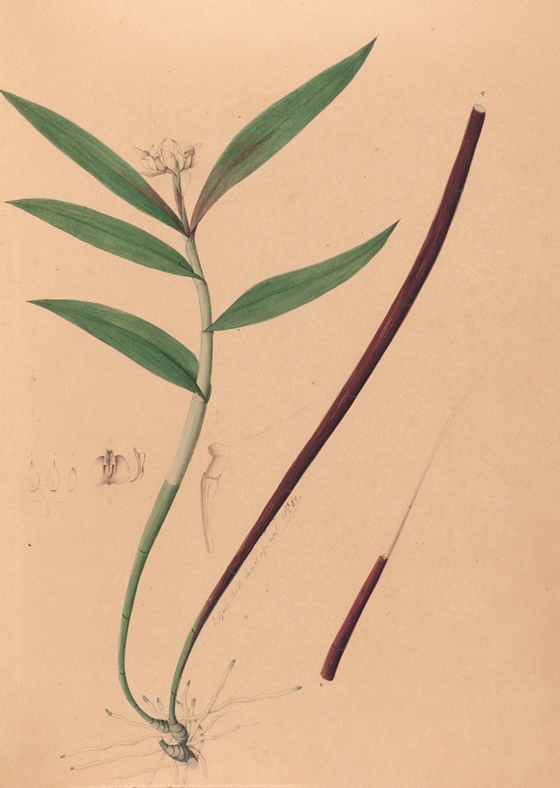 João Barbosa Rodrigues - Iconographie des orchidées du Brésil Pl.36