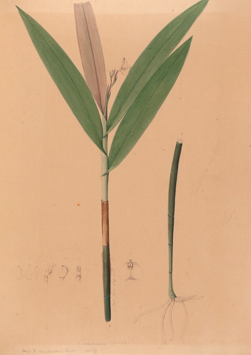 João Barbosa Rodrigues - Iconographie des orchidées du Brésil Pl.37