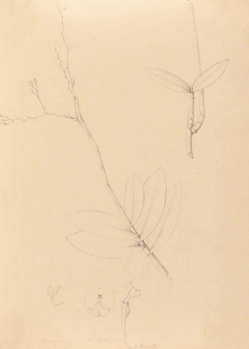 João Barbosa Rodrigues - Iconographie des orchidées du Brésil Pl.40