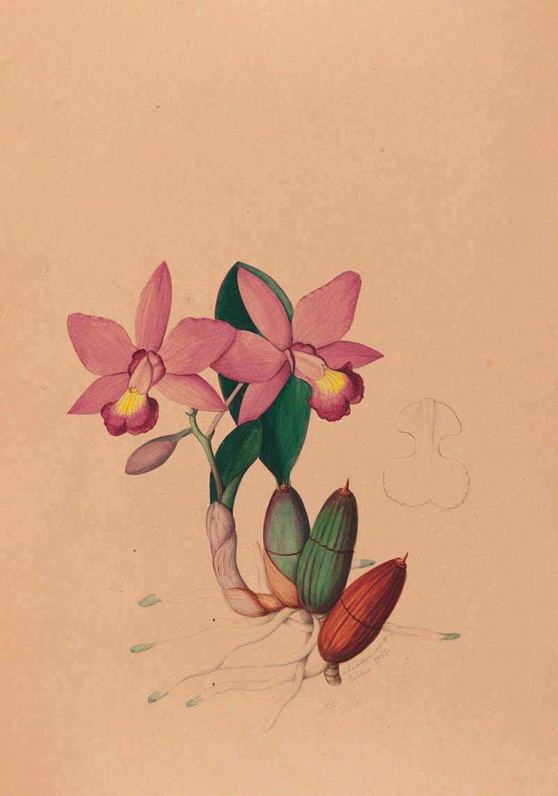 João Barbosa Rodrigues - Iconographie des orchidées du Brésil Pl.45