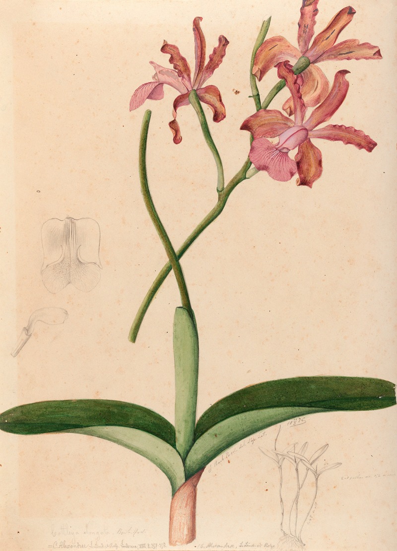 João Barbosa Rodrigues - Iconographie des orchidées du Brésil Pl.47