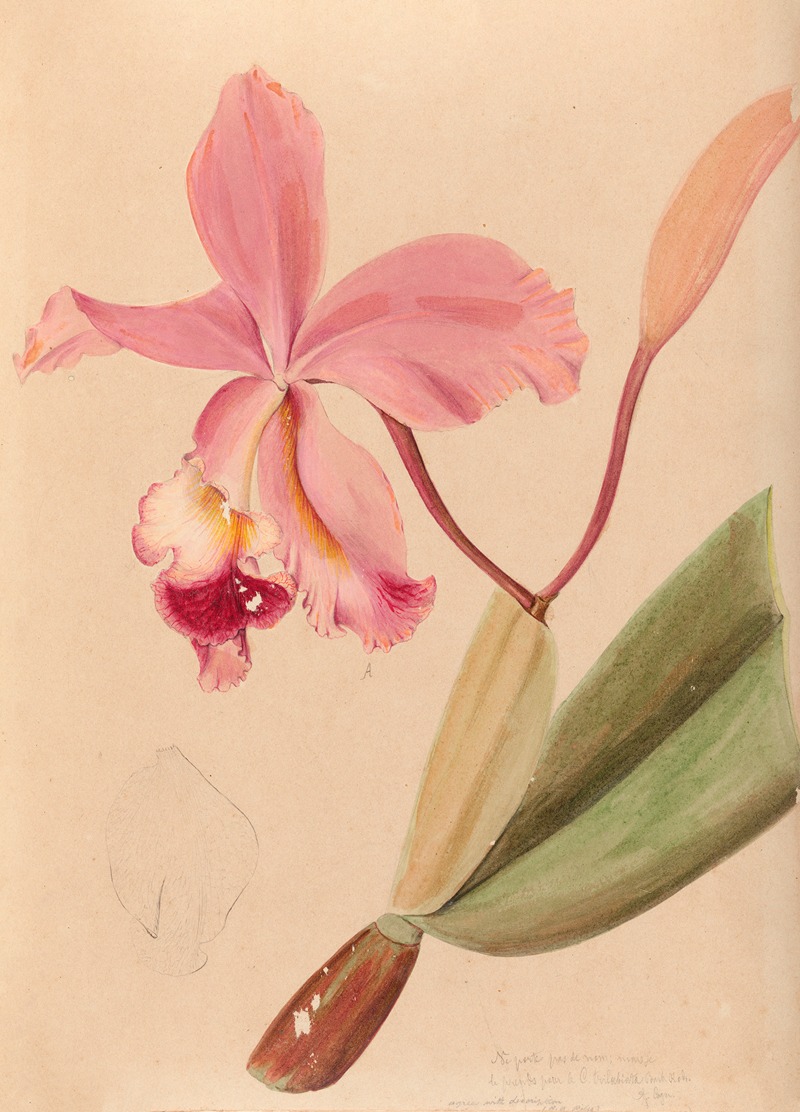 João Barbosa Rodrigues - Iconographie des orchidées du Brésil Pl.48