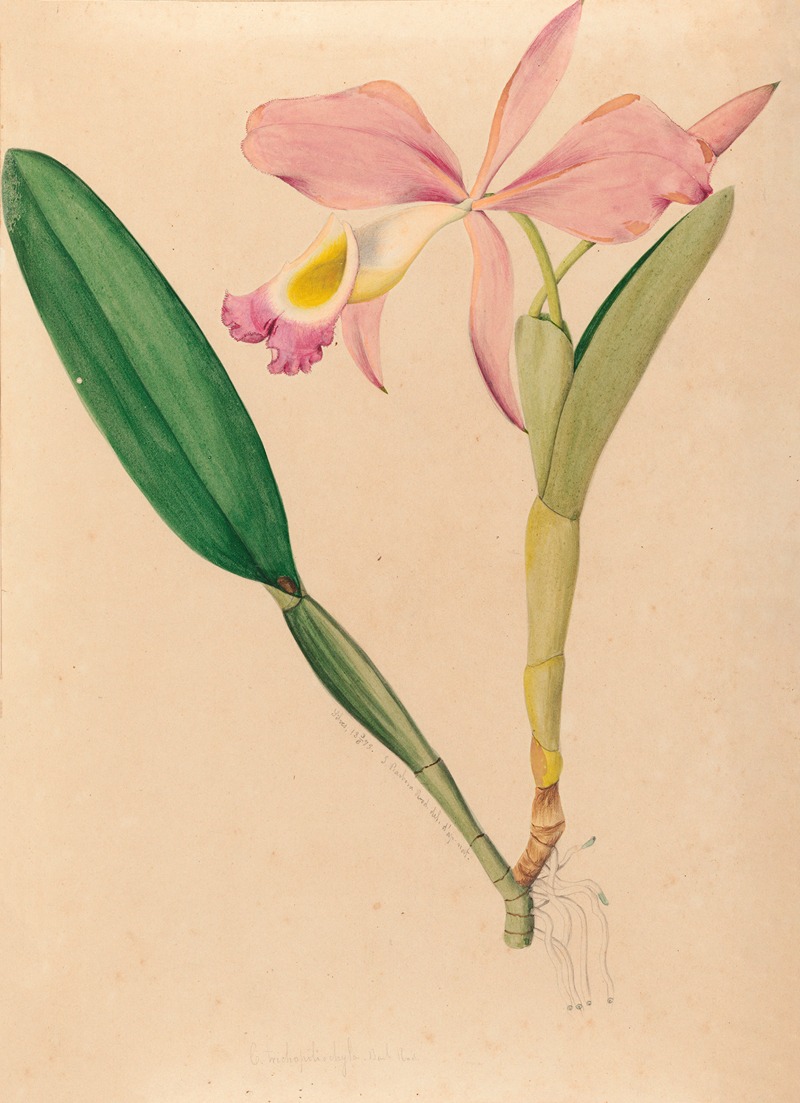 João Barbosa Rodrigues - Iconographie des orchidées du Brésil Pl.49