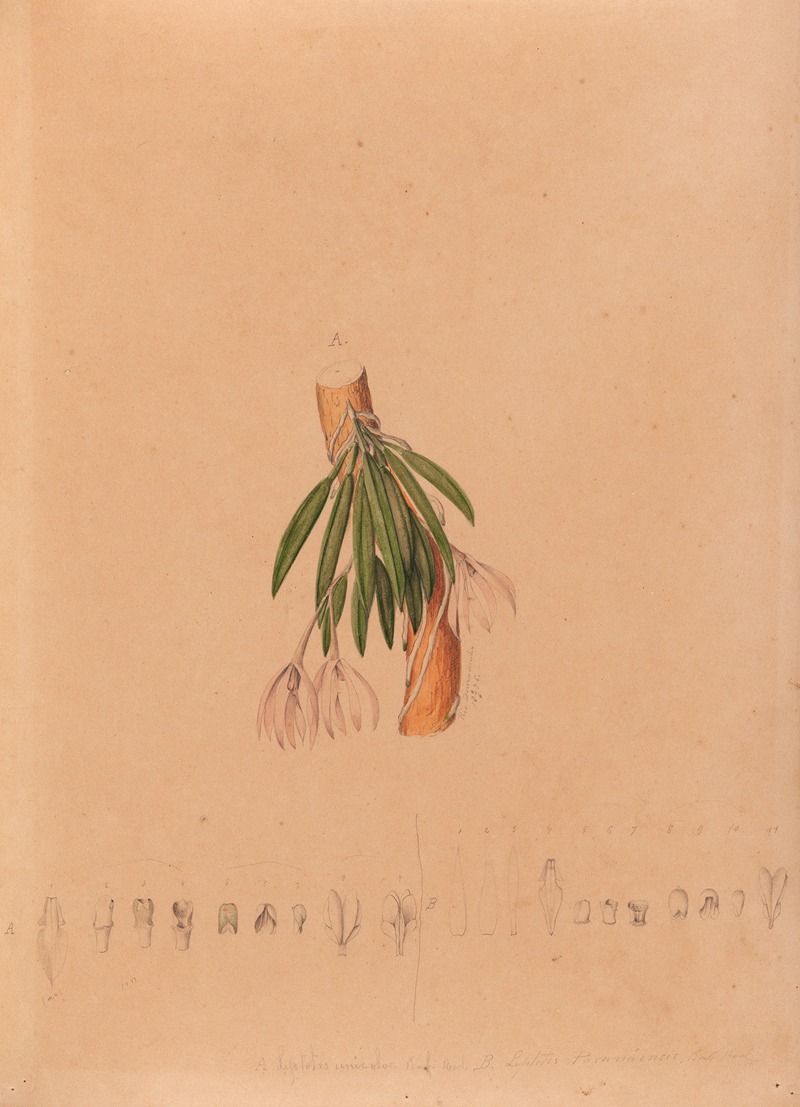 João Barbosa Rodrigues - Iconographie des orchidées du Brésil Pl.50