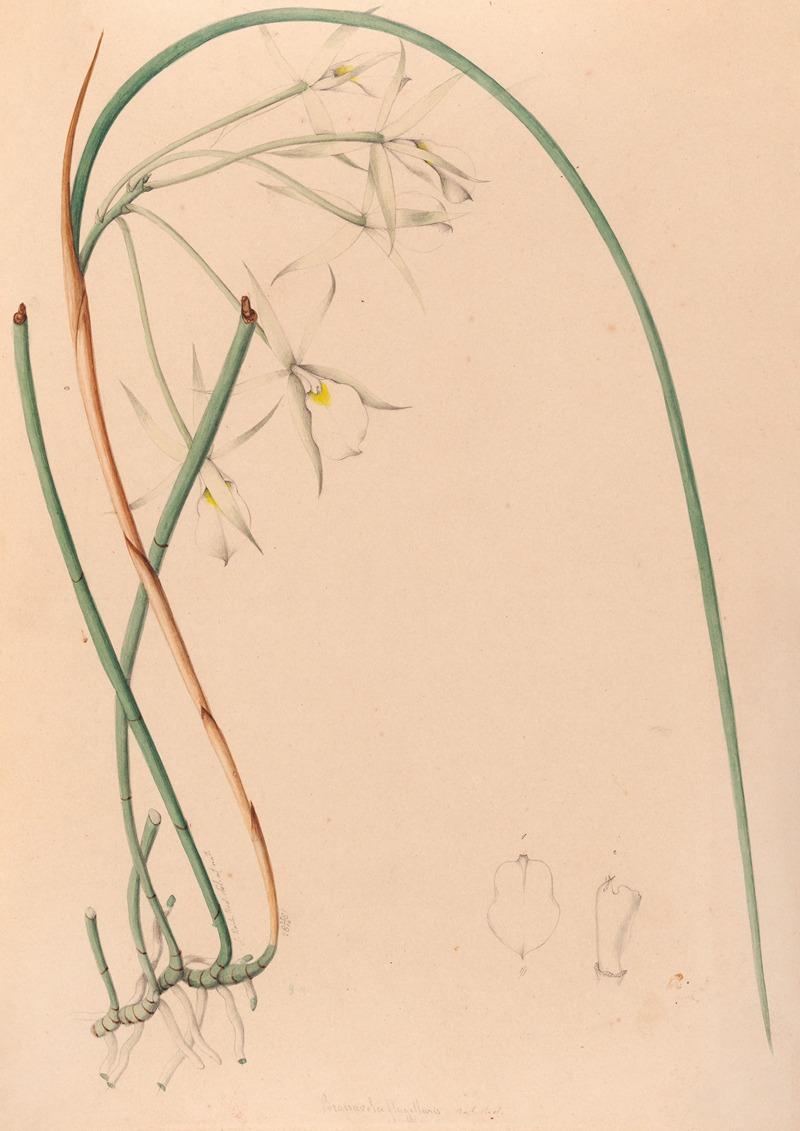 João Barbosa Rodrigues - Iconographie des orchidées du Brésil Pl.51