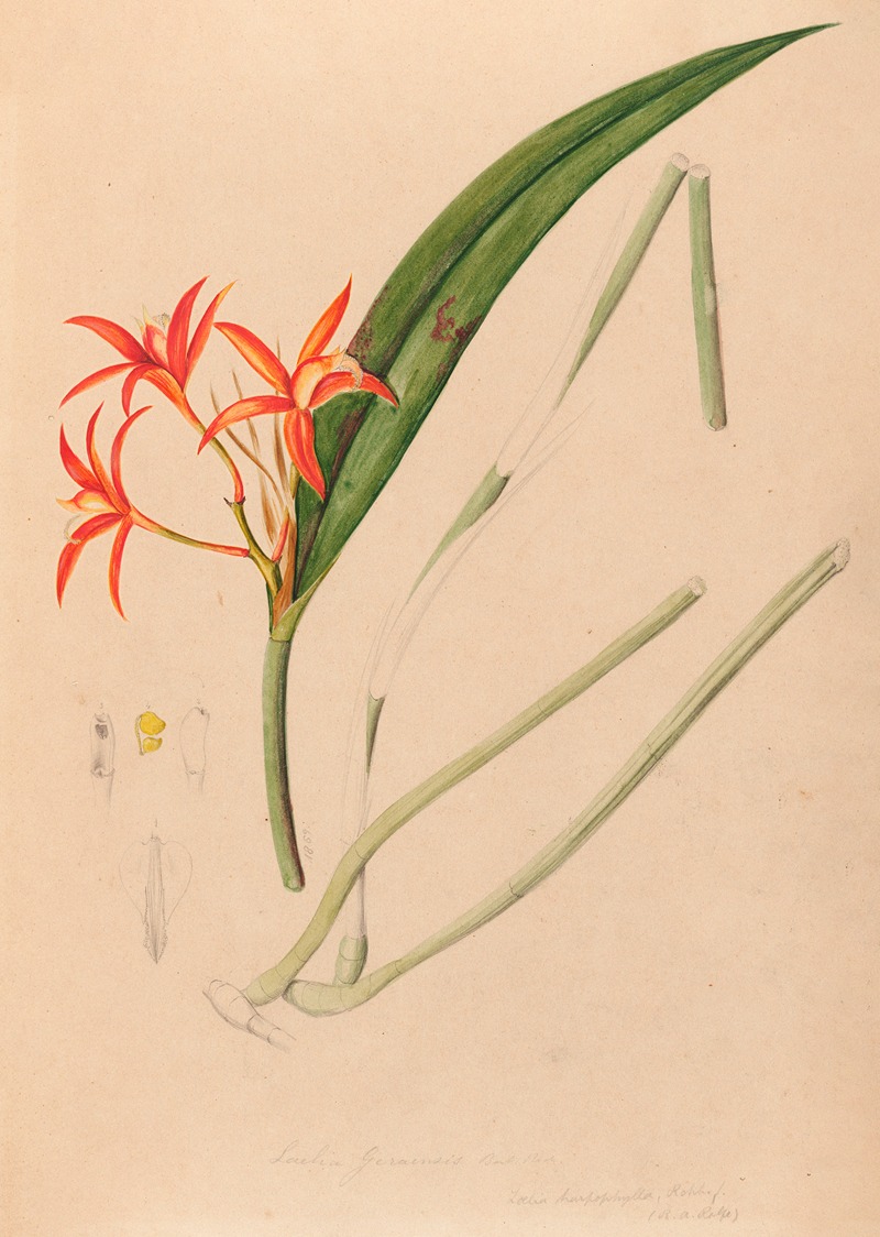 João Barbosa Rodrigues - Iconographie des orchidées du Brésil Pl.53