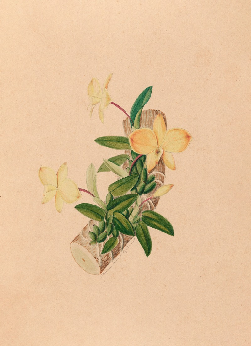 João Barbosa Rodrigues - Iconographie des orchidées du Brésil Pl.55