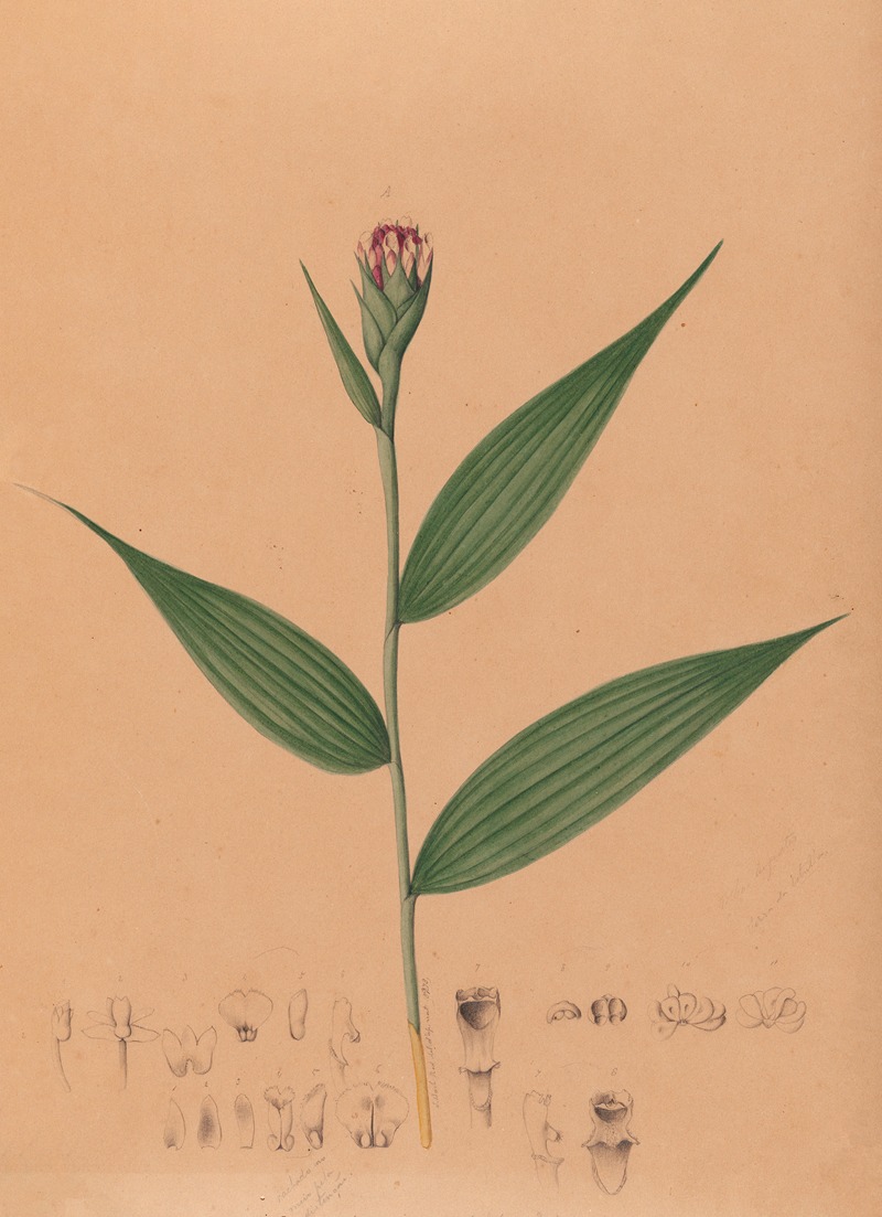 João Barbosa Rodrigues - Iconographie des orchidées du Brésil Pl.57
