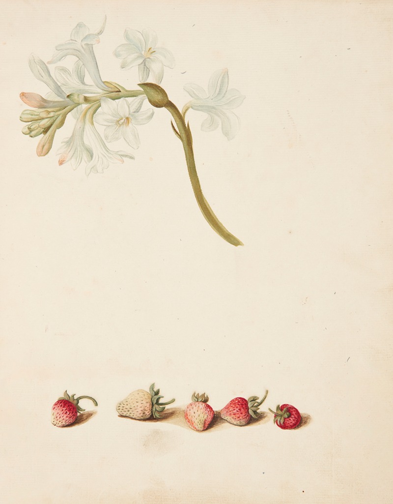 Johanna Fosie - Studie af blomst og jordbær