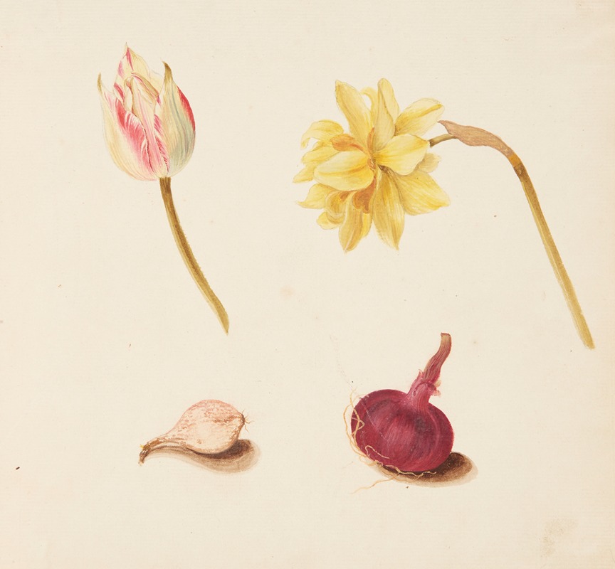 Johanna Fosie - Studie af blomster og løg
