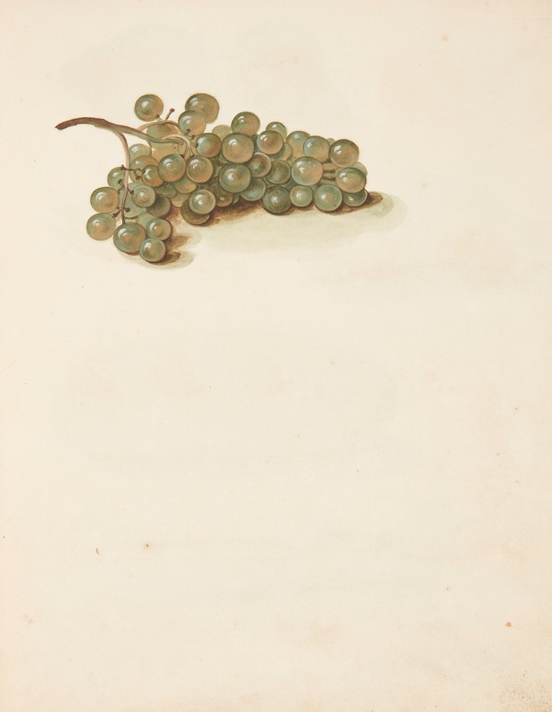 Johanna Fosie - Studie af druer