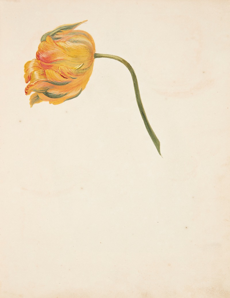 Johanna Fosie - Studie af gul tulipan