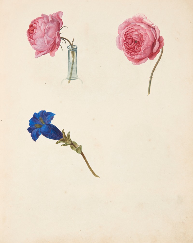 Johanna Fosie - Studie af lyserød rose og blå blomst
