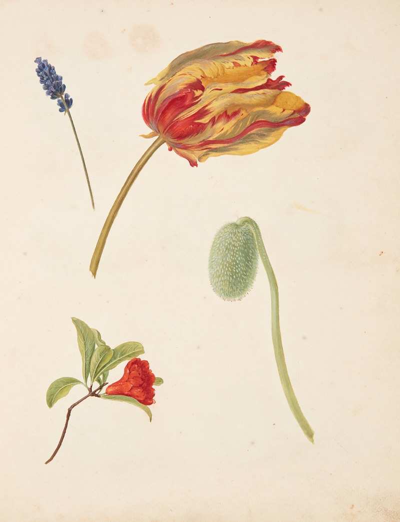 Johanna Fosie - Studie af tulipan og andre blomster