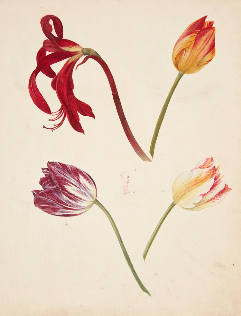 Johanna Fosie - Studie af tulipaner