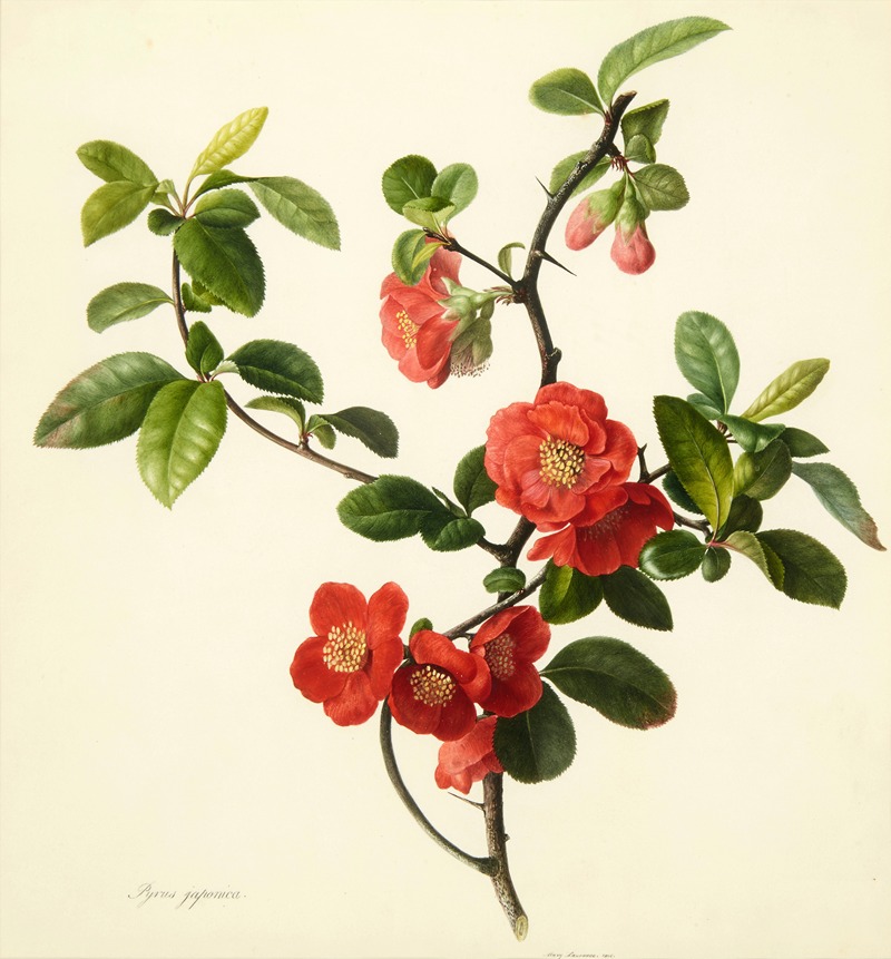 Mary Lawrance - Pyrus japonica (Japanese quince)