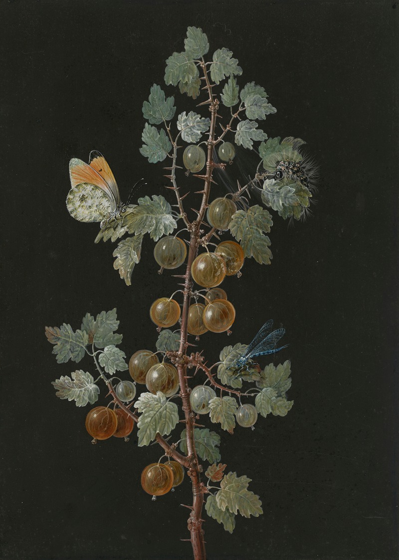 Barbara Regina Dietzsch - A Branch of Gooseberries with a Dragonfly, an Orange-Tip Butterfly, and a Caterpillar