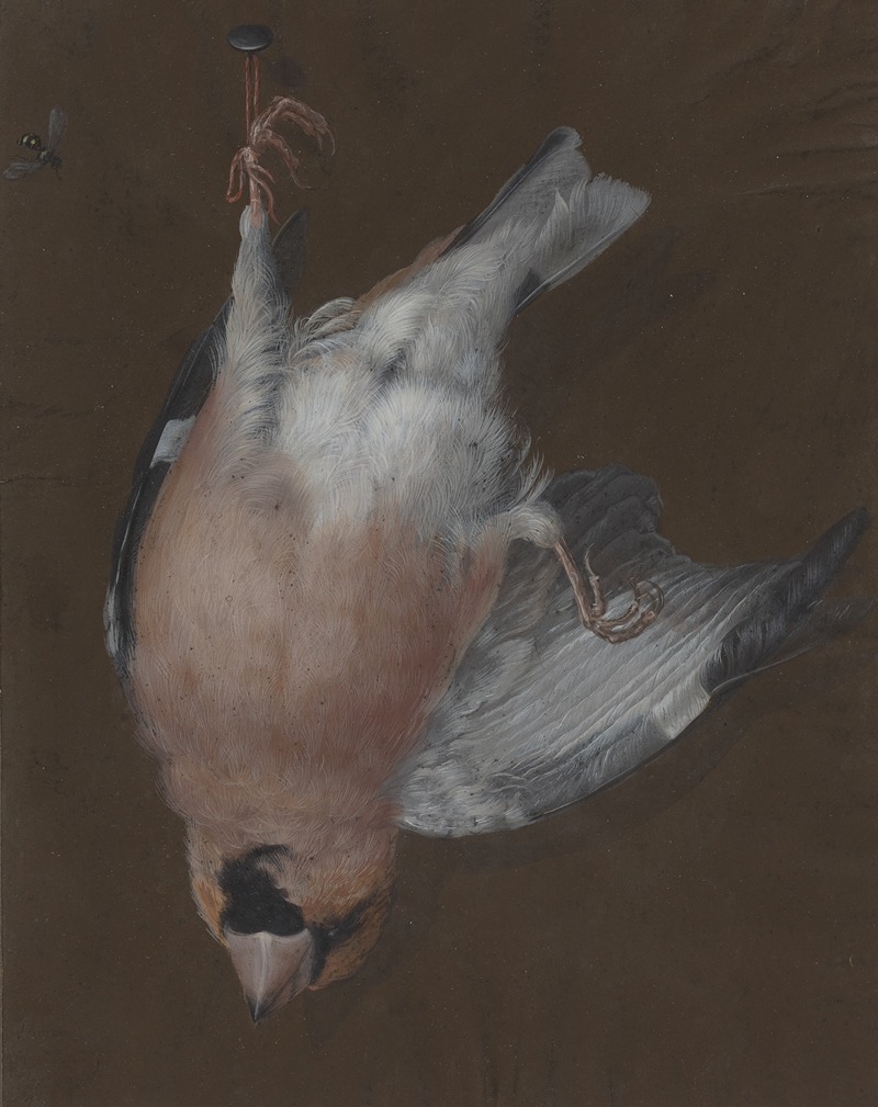 Barbara Regina Dietzsch - A Rose-Breasted Finch Hanging from a Nail